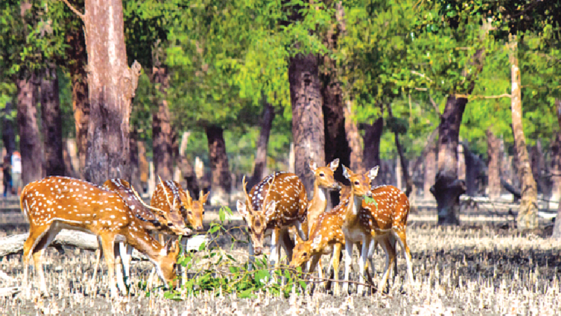 Sundarbans wildlife gets extended sanctuary