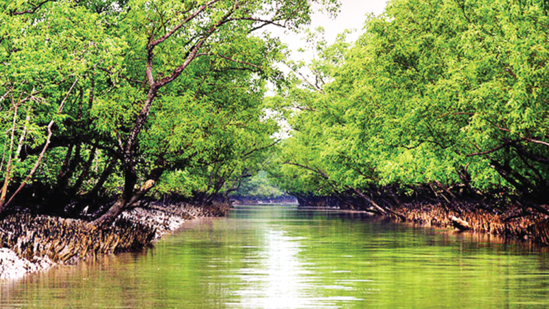 Sundarbans’ eco-tourism expansion planned to attract tourists

