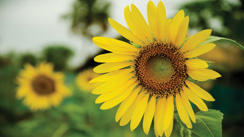 Sunflower production in changing climate: Insights from farmers field laboratory