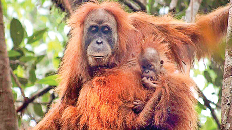 Newly discovered orangutan species is most endangered great ape: study