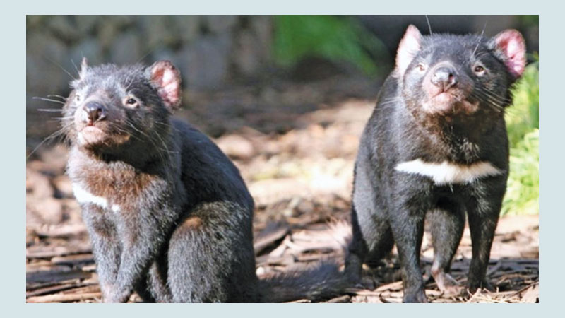Tasmanian devil milk fights superbugs