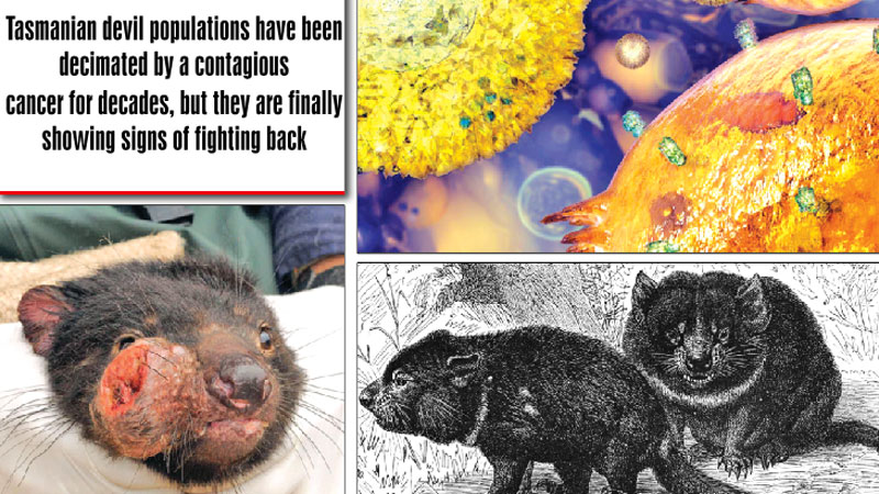 How the Tasmanian devil has responded to infectious cancers
