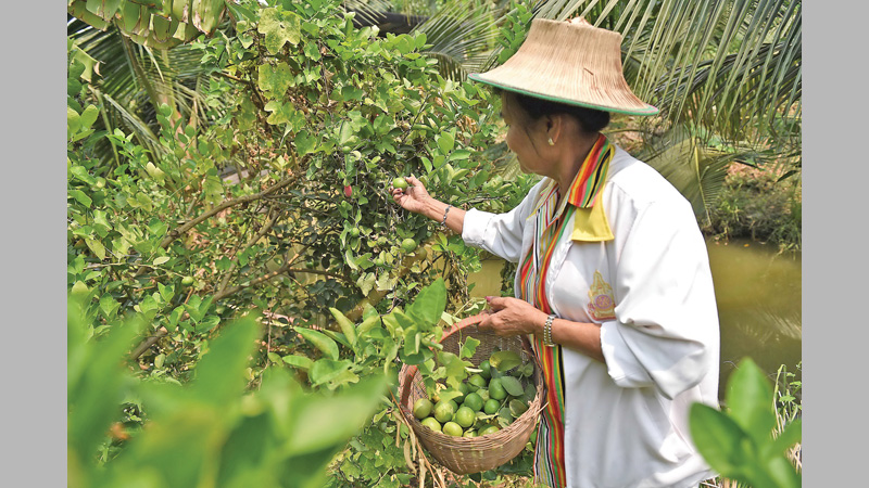 Parched fields force Thailand to look beyond rice