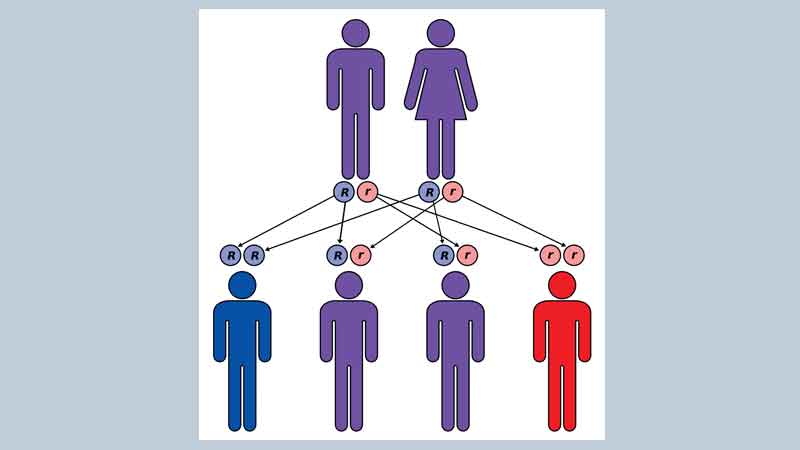 Thalassemia: an incurable disease 