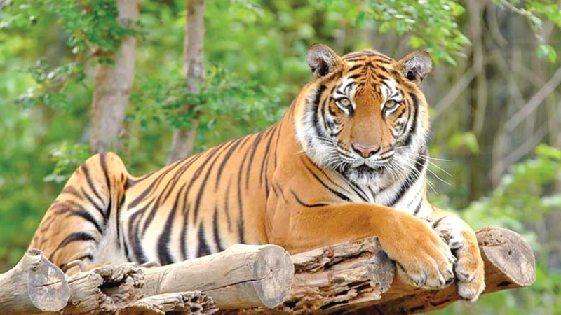 Tiger, Sundarbans and Bangladesh