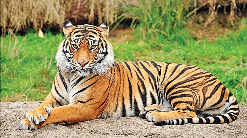 Tiger population likely to fall in Sundarbans: Analysis
