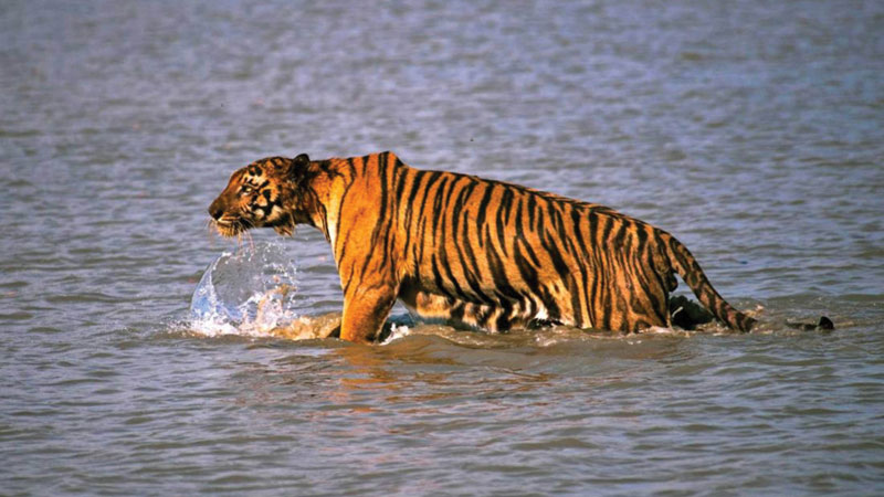 Tiger census