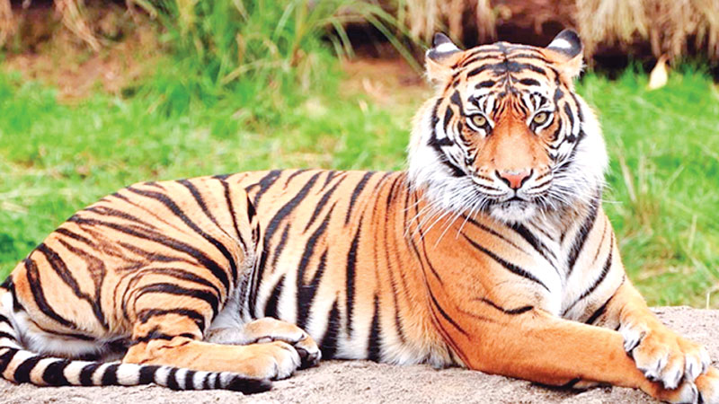 Terrific Test win for Tigers
