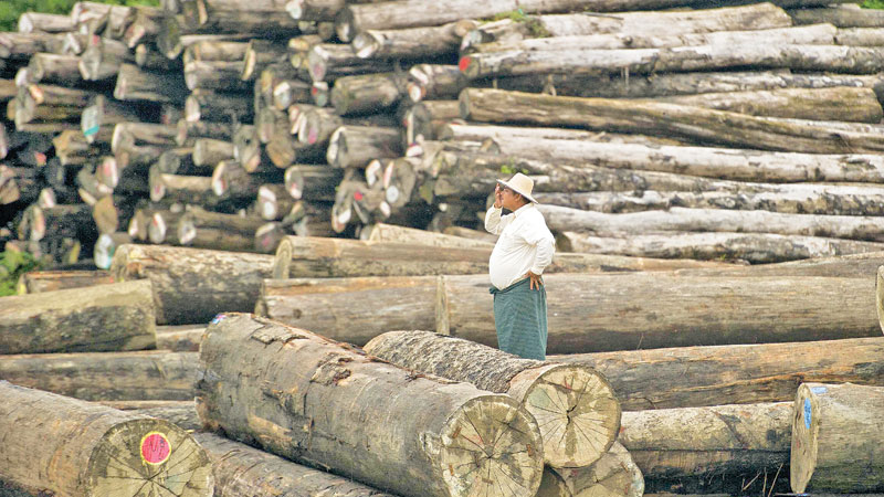 Smuggled timber seized