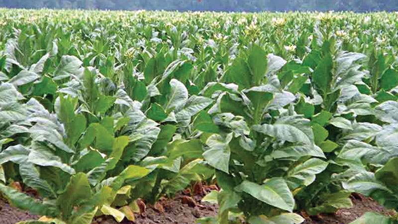 Controlling production and use of tobacco