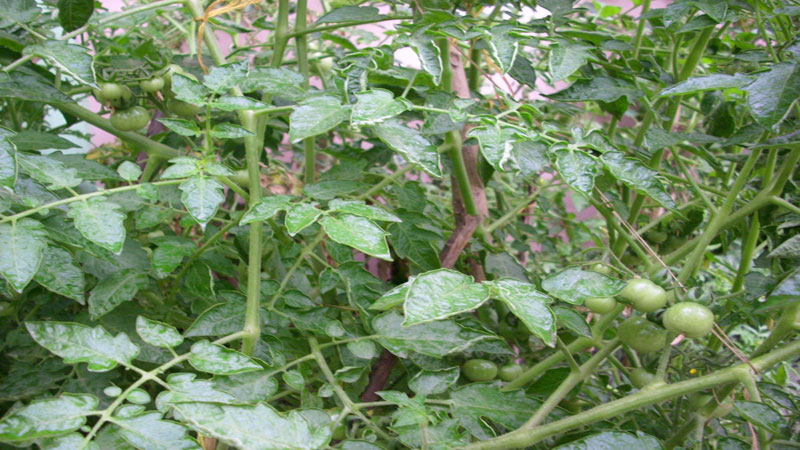 Summer tomato cultivation gains ground in Rajshahi