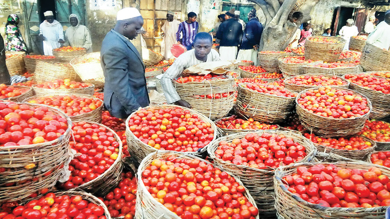 Nigeria facing ‘tomato Armageddon’
over crop infestation