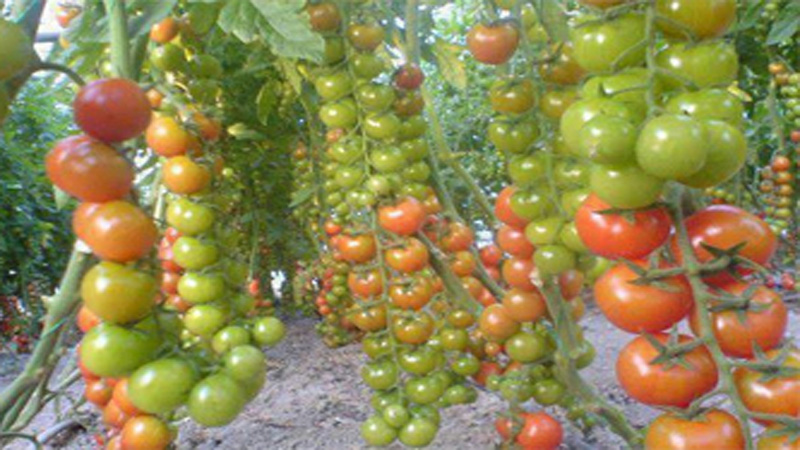Growers happy over fair prices of tomato