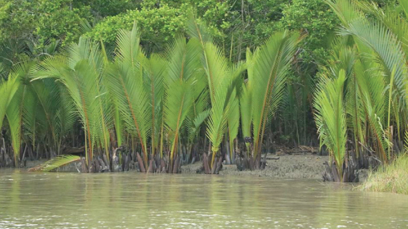 Tour of Sundarbans