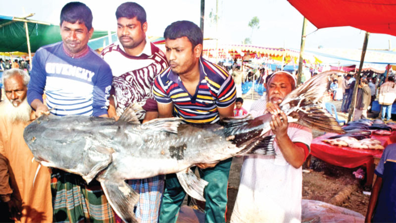 Traditional fish fair in Bogura draws huge crowd