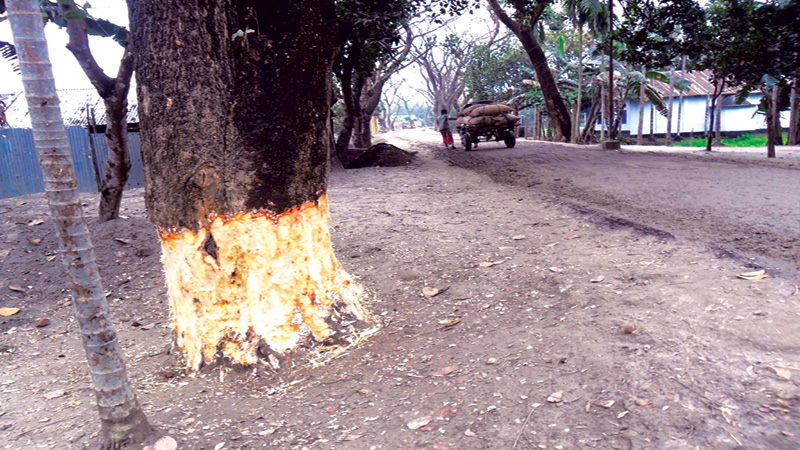 Trees damaged by criminals  