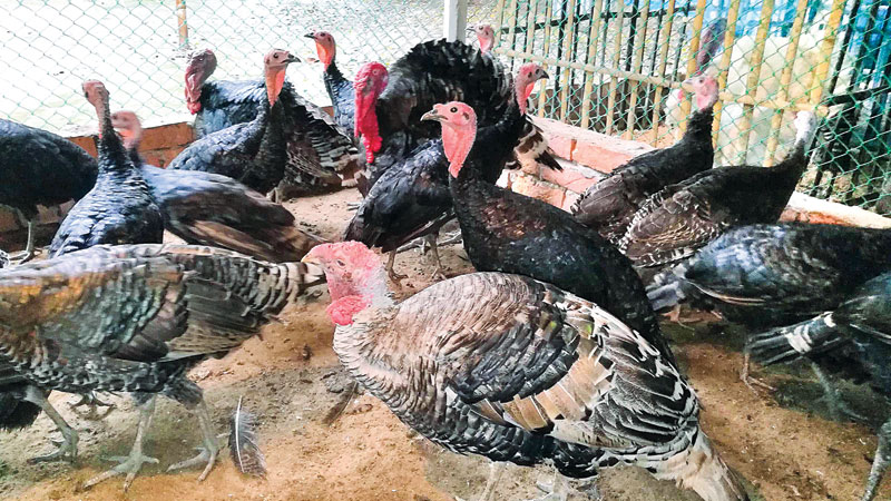 Turkey farming spreads wings