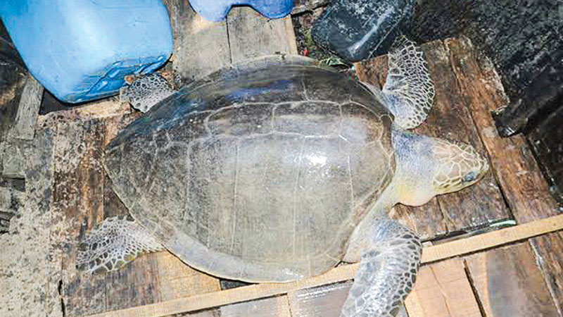 Two rare turtles recovered, freed in Kirtankhola River