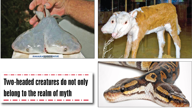 The two-headed creatures that may have inspired Hydra