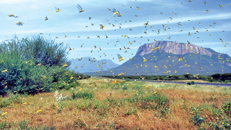 UN calls for int’l help to fight swarms of locusts in E Africa
