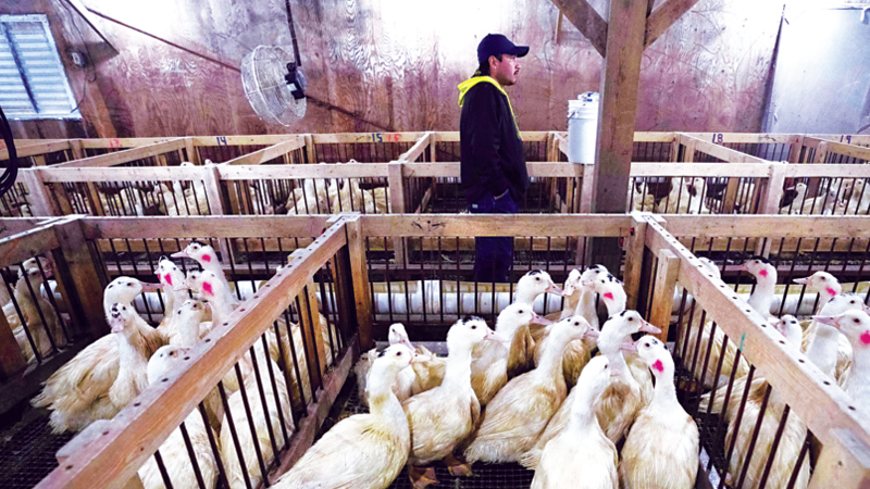 US foie gras farmer fighting for acceptance