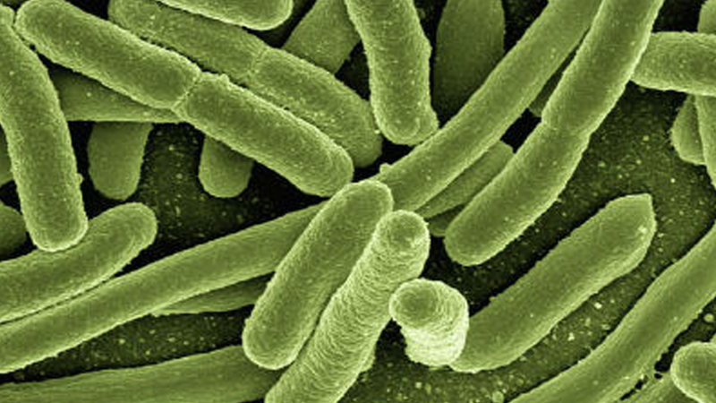 Waterborne diseases reduce in rural areas 