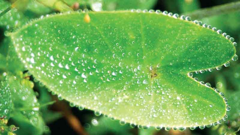 Welcoming the Monsoon  