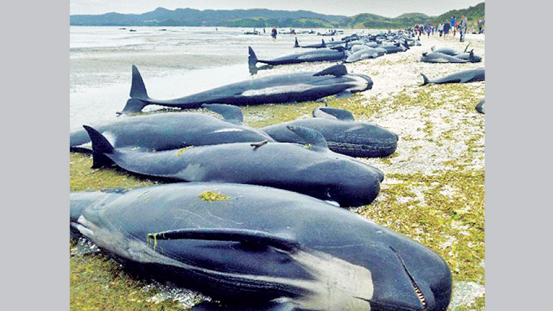 Hundreds of whales wash up dead on NZ beach