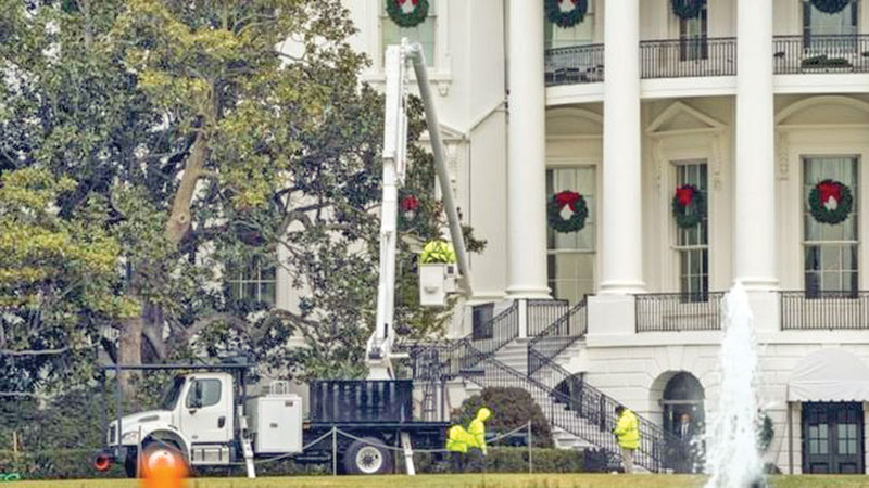 White House’s magnolia tree to be cut back