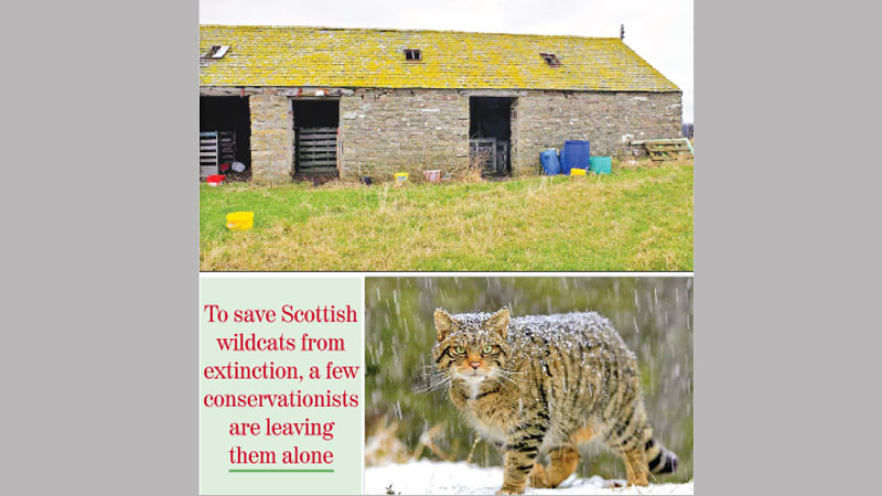 Scotland is home to small 'tigers', but maybe not for long
