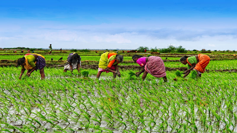 �Give recognition to  women farmers�