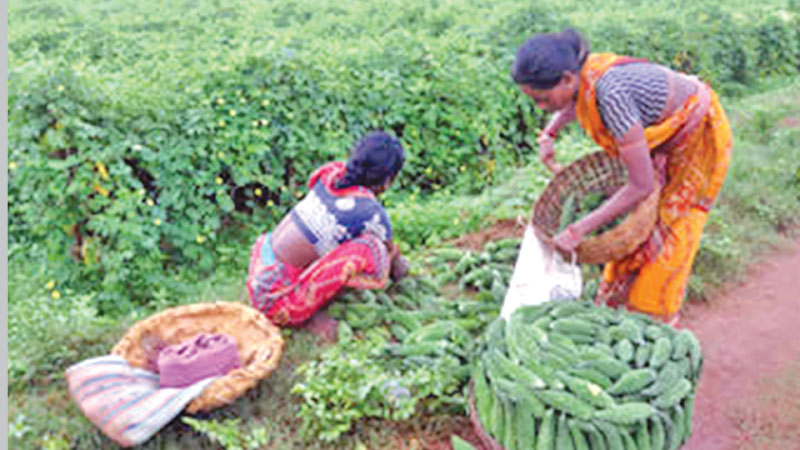 Women empowerment ensures proper nutrition