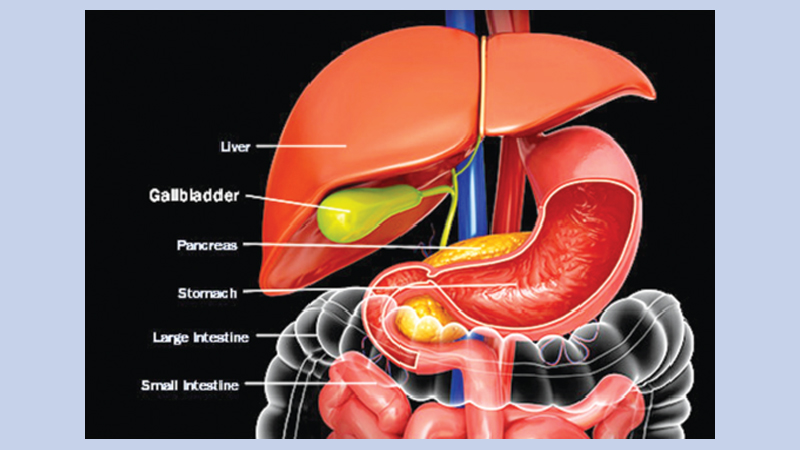 Your guide to your gallbladder