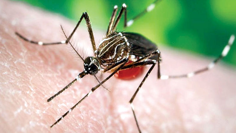 Insecticide spraying working against 
Zika mosquitoes
