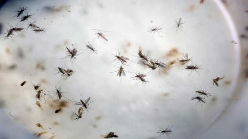 Zika virus infection and Zika fever: Frequently asked questions