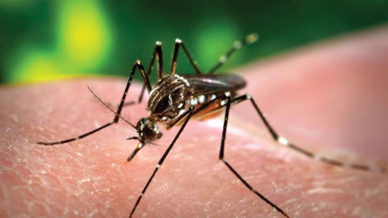 Zika virus: Preventive and curative research 