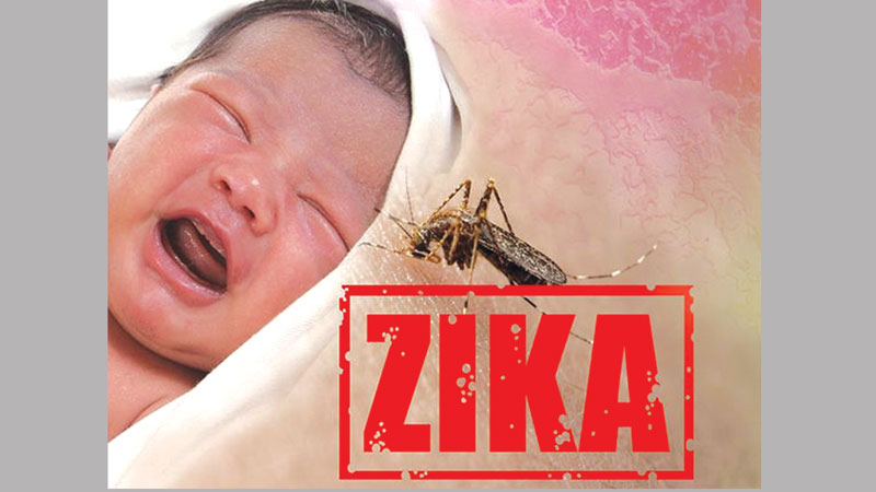 Zika causes 
widespread damage to fetal brain
