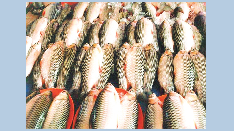 Govt won’t allow fish import to protect local industry: Minister