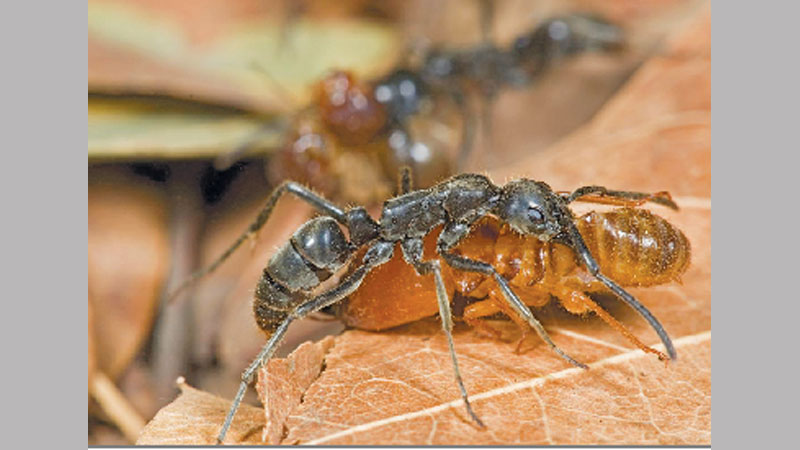 Why we have a spine, when over 90pc of animals don’t