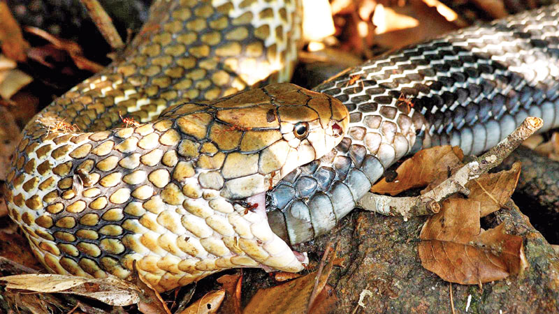 Autocannibalism is when you eat bits of your own body