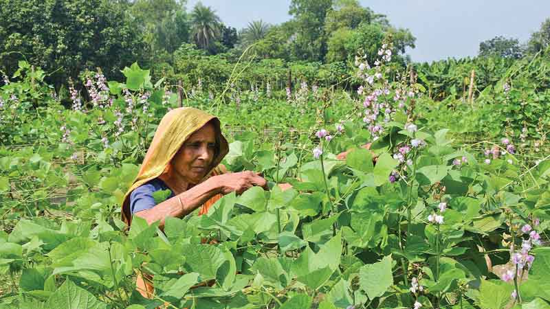 Bumper yield of bean likely this season 