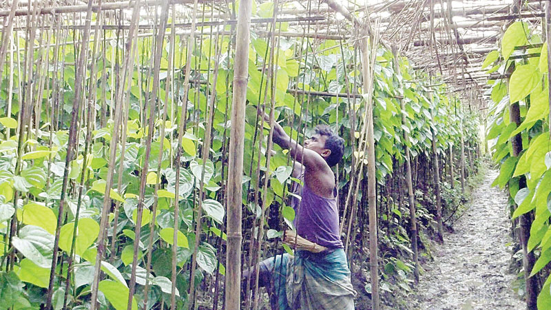 Farmers frustrated as betel leaf prices decrease