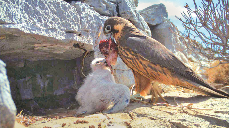 There is a bird that eats its neighbours’ babies