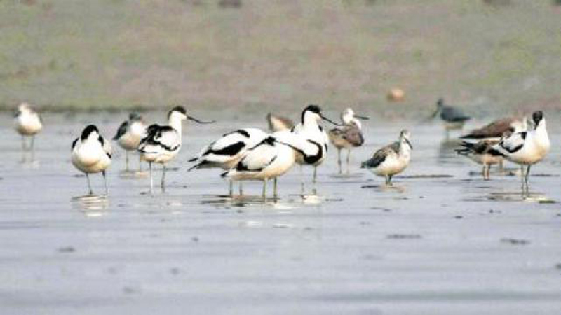 These tiny birds are common in London but nobody knows why