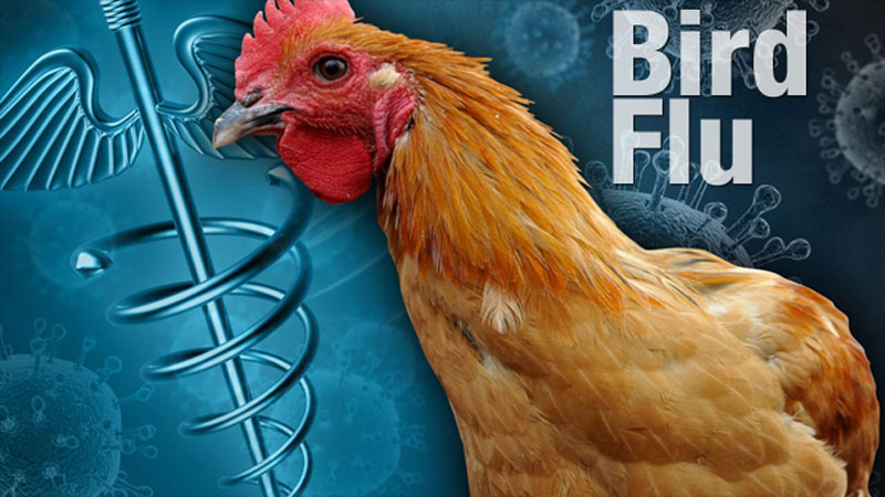 Bird flu outbreak feared for interface of wild and domestic birds