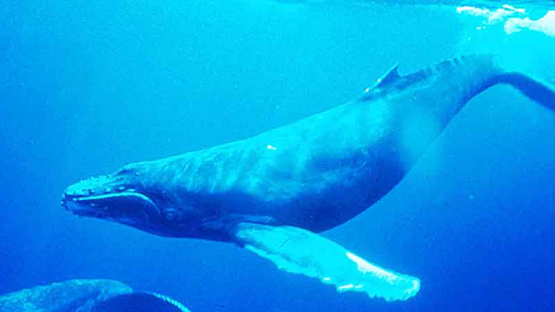 Researchers report first recording 
of blue whale’s heart rate
