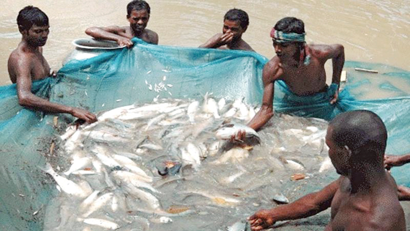 Projects worth Tk 324cr taken to boost fish production