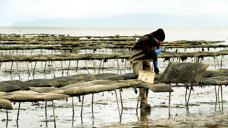 Brexit offers hope for Irish 
oyster farmers