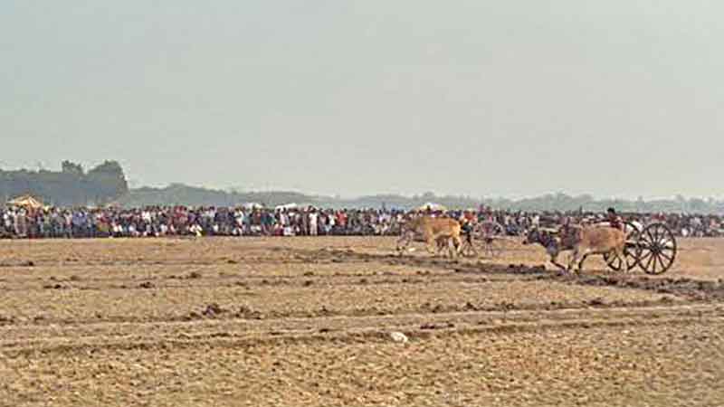 Traditional bullock cart race held in Jhenidah