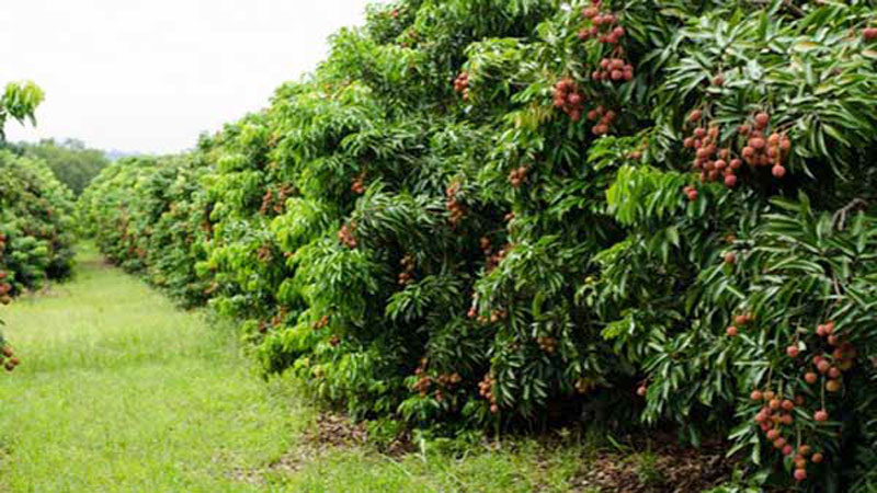 Farmers expect bumper litchi yield in Rajshahi zone 
